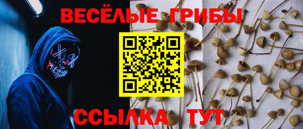 Псилоцибиновые грибы Psilocybine cubensis  Вход с VPN  Осинники 