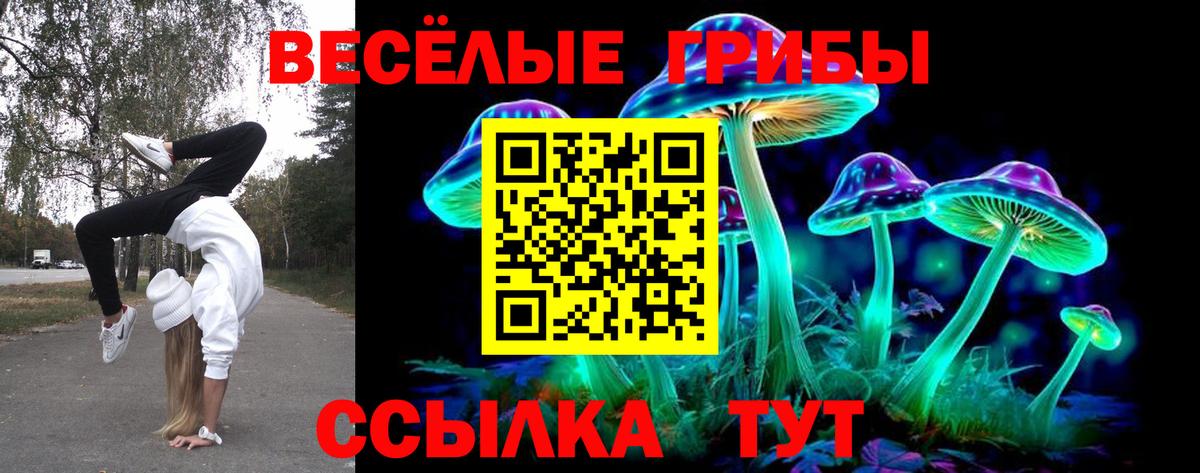 Псилоцибиновые грибы Psilocybine cubensis Осинники
